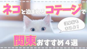 猫と泊まれるコテージで関東おすすめ４選｜温泉宿もあるよ！